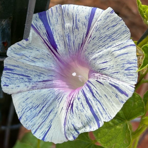 Meet your Posher, Abby - Picture 9 of 12